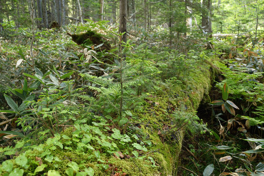 Nurse Log Images Browse 131 Stock Photos Vectors And Video Adobe Stock