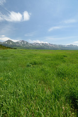 Fototapeta premium 美瑛町の牧場