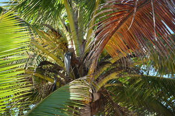 Palm Tree