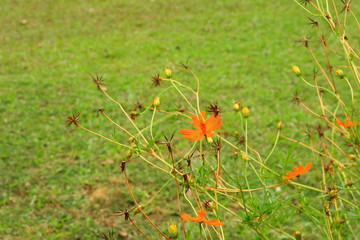Beautiful orange cosmos flower in grass field
