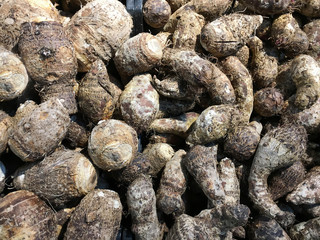 A lot of yucca roots on sale at farms market