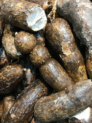 A lot of yucca roots on sale at farms market