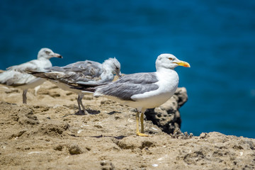 Sea Gulls close up Sea gulls in a rocky beach standing morning male and female geoland in morocco agadir