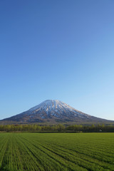 Fototapeta premium 羊蹄山と畑