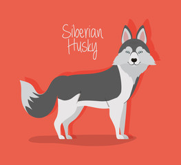 cute siberian huski dog pet character