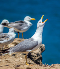 Sea Gulls close up Sea gulls in a rocky beach standing morning male and female geoland in morocco agadir