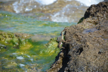 Fototapeta na wymiar Tropical Beach Crab