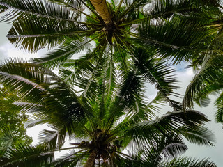 Fototapeta na wymiar Bottom view of coconut leaves for background 