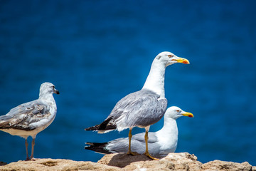 Sea Gulls close up Sea gulls in a rocky beach standing morning male and female geoland in morocco agadir