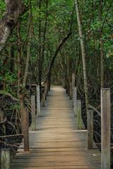 Nature trail wood path through mangrove forest, Tung Prongthong at Ban Pak Nam Krasae Nature Preserve and Forest, Klaeng district, Rayong Province, Thailand.