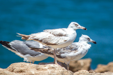 Sea Gulls close up Sea gulls in a rocky beach standing morning male and female geoland in morocco agadir