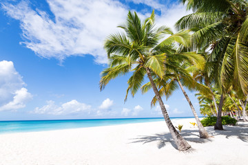 White sandy beach with sea and palms - obrazy, fototapety, plakaty