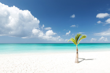 Fototapeta na wymiar White sandy beach with sea and palms