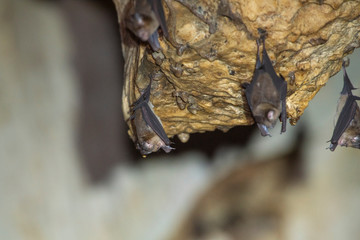 Bats hanging upside down in the cave.