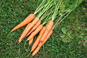 Carrots with halm on grass at the garden, outdoor. Top view