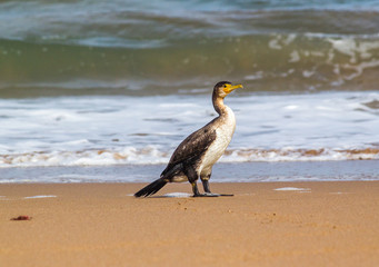 Bright portrait image in warm colors of a Phalacrocorax carbo (great cormorant, great black cormorant, black cormorant, large cormorant, black shag) standing on the beach