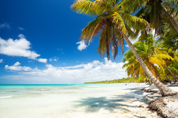 Obraz na płótnie Canvas White sandy beach with sea and palms