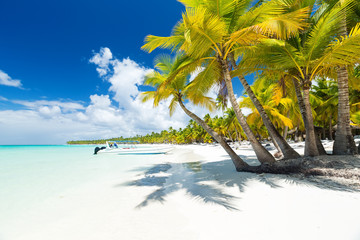 White sandy beach with sea and palms