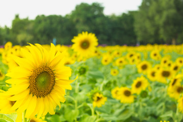 Fototapeta premium thw sunflower in macro view, close-up sunflower in farm