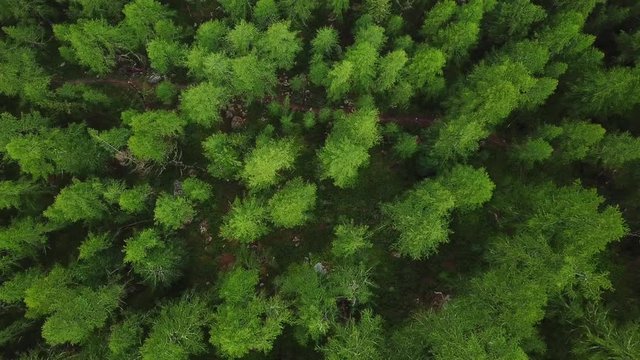 Aerial zoom out fly away of top down view on green pine fir forest in summer. Scenic cinematographic 4K