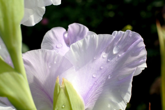 drops of morning dew on delicate light purple petals of gladiolus macro