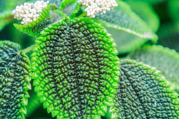 green leaves of pilea spruceana friendship plant structure 