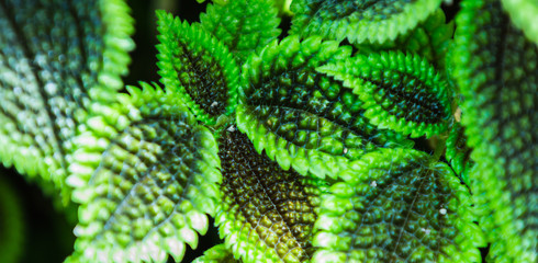 green leaves of pilea spruceana friendship plant structure 