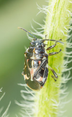 Beetle on sunflower, the insect in nature, animal in farm