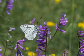 butterfly on flower