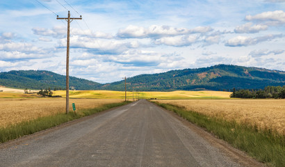 Fototapeta na wymiar Dirt road with bend in middle of golden wheat field with power poles and lines in Idaho