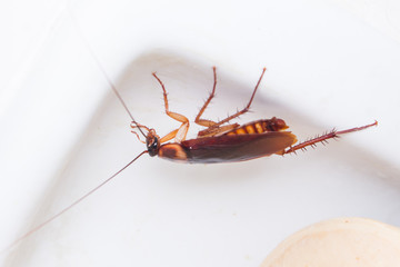 Close-up cockroach at home, macro of cockroach