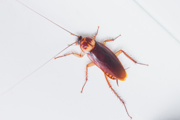 Close-up cockroach at home, macro of cockroach