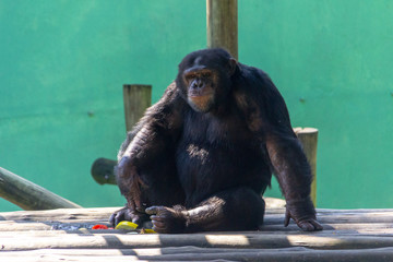 Chimpanzee at the Pomerode Zoo in Santa Catarina, Brazil