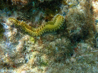 Obraz na płótnie Canvas Fire worm found along the bottom of the caribbean sea in US Virgin Islands.