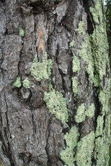 Outside nature photo featuring old wood bark and moss