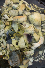 Fototapeta na wymiar Outside nature photo featuring broken seashells that are white