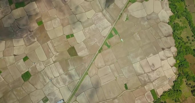 Aerial top view of a rice field. Many rice fields in tropical country. Poor Asian farmers grow rice for food. Bird's eye view of modern hipster adventure lifestyle from above. Vacation footage.