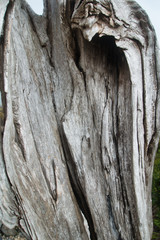 Outside nature photo featuring up close texture of gray wood