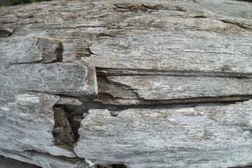 Outside nature photo featuring -old gray beach wood with crack