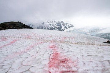 Snow algae or also known as watermelon snow in Alaska - 285379108