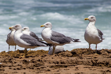 Sea Gulls close up Sea gulls in a rocky beach standing morning male and female geoland in morocco agadir
