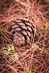 fallen pine cone in a bed of needles