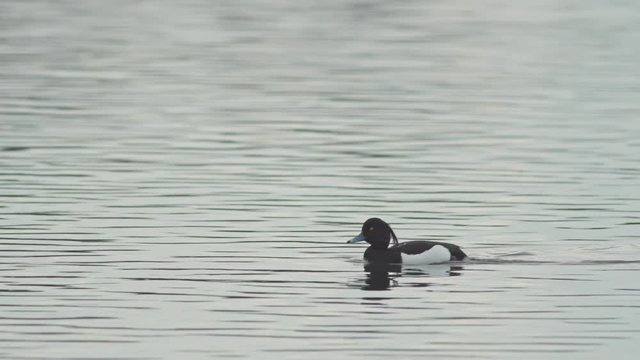 Tufted duck swims on lake. Pan and follow with bird entering and leaving frame.