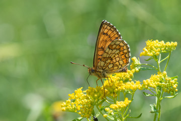 butterfly on flower