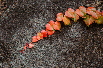 Red yellow autumn vine leaves on stone surface close up detail background