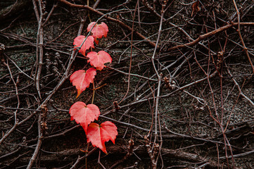 Red autumn vine leaves on stone surface close up detail background