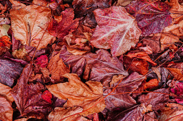 Red Yellow autumn maple leaves on ground close up detail background