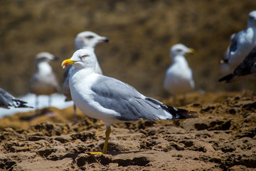 Sea Gulls close up Sea gulls in a rocky beach standing morning male and female geoland in morocco agadir