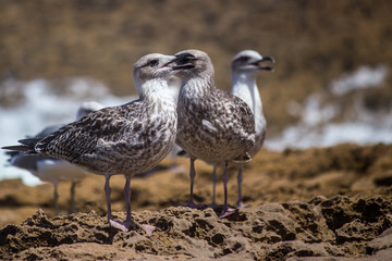 Sea Gulls close up Sea gulls in a rocky beach standing morning male and female geoland in morocco agadir