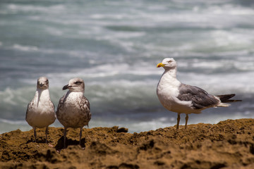 Sea Gulls close up Sea gulls in a rocky beach standing morning male and female geoland in morocco...
